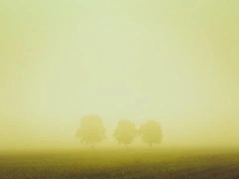 Three trees lined up shrouded in a light mist at the golden time the sun rise Stock Photos