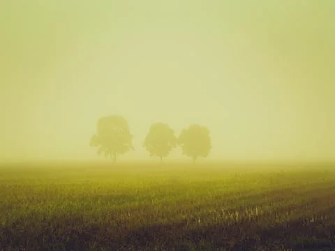 Three trees lined up shrouded in a light mist at the golden time the sun rise Stock Photos