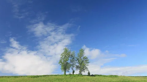 Three Trees, a Meadow, and Flowing Clouds 스톡 동영상 330241664