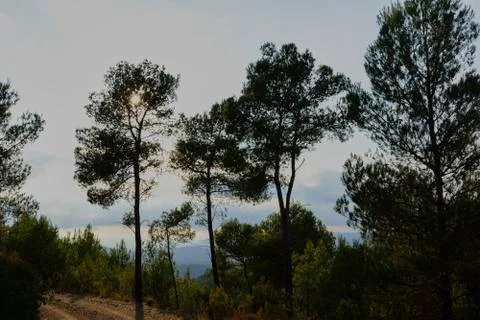 Three trees in the mountains cover the sun. Stock Photos