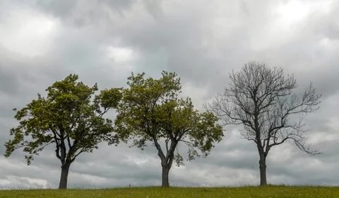 Three trees, one is dead. Stock Photos