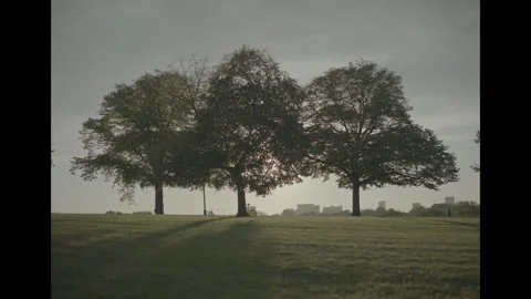 Three trees in park at magic hour Video stock 285474769