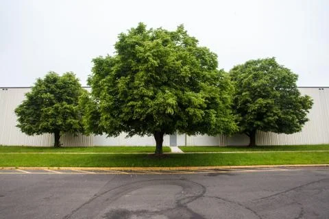 Three trees. Stock Photos