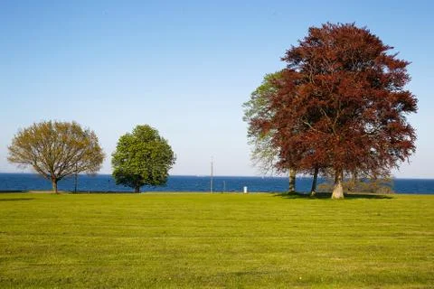 Three trees Stock Photos