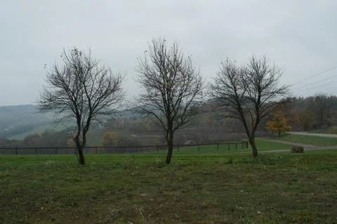 Three trees Stock-Fotos