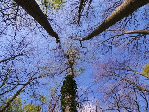 Three Trees Stock Photos