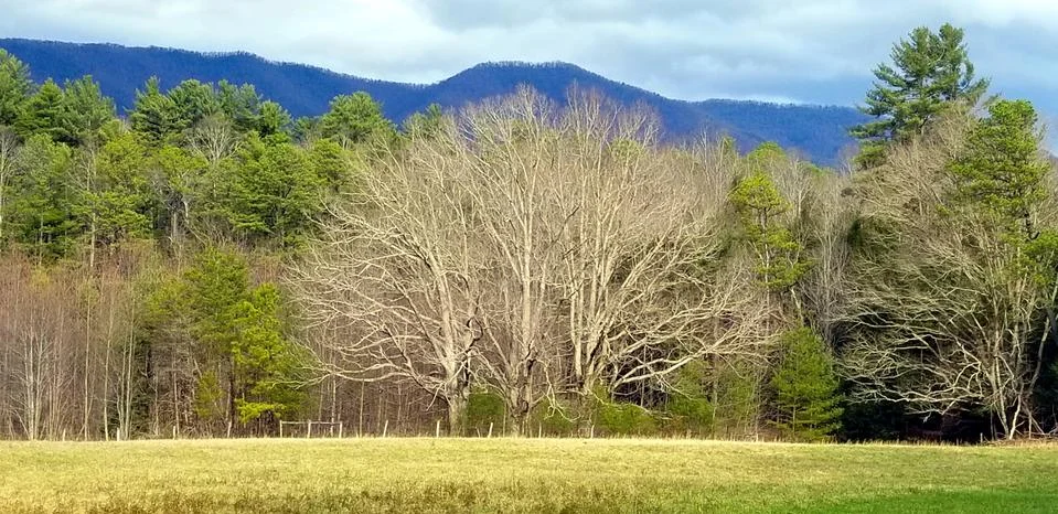 Three Trees Stock Photos
