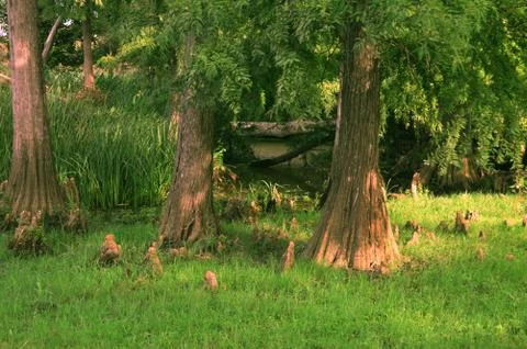 The three trees Stock Photos