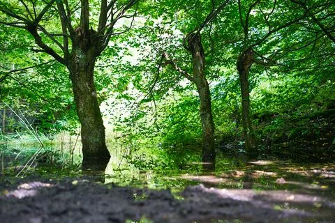 Three Trees in a Puddle Stock Photos