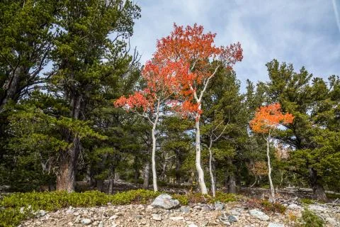 Three trees with red fall leaves Stock Photos