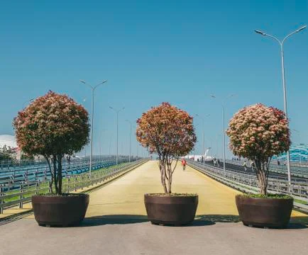 Three trees on the road Stock Photos