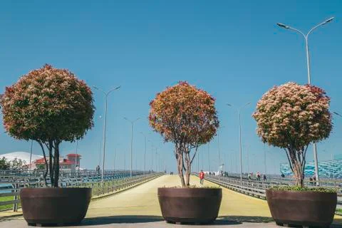 Three trees on the road Stock Photos