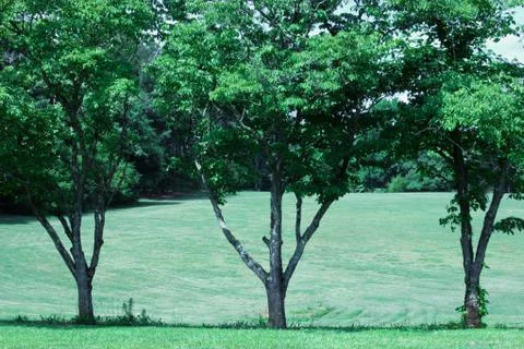 Three Trees in a Row-1 Stock Photos