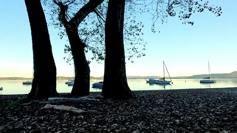 Three trees on the shore of Lake Maggiore near Belgirate Stock Footage 320673099