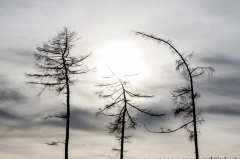 Three Trees Silhouette Stock Photos