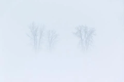 Three trees silhouette in white fog and snow Stock Photos