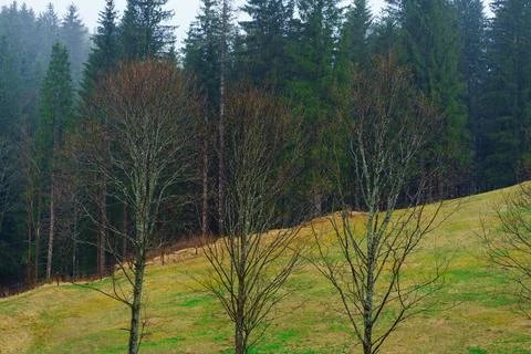 Three trees with small leaves in early spring in the rain in the early mornin Stock Photos