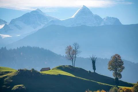 Three trees standing on a mountain in the background you can see the snow c.. Stock Photos