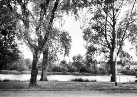 Three trees in summer on a river Stock Photos