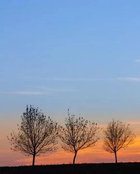 Three trees at sunset with blue sky Stock Photos