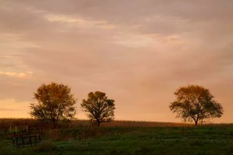 Three trees sunset. Stock Photos