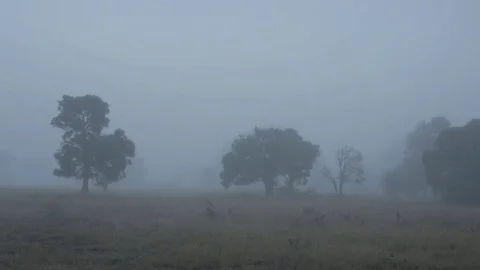 Three Trees in Thick Fog on a small Field Stock Footage
