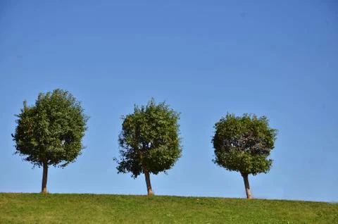 Three trees on the top of the hill Stock Photos