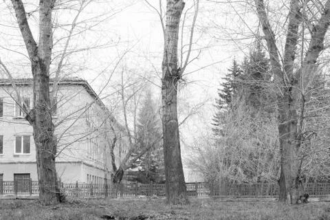 Three trees in a town by the road Stock Photos