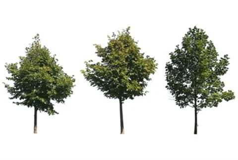 Three Trees on White Stock Footage