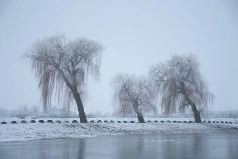 Three trees on winter landscape Stock Photos