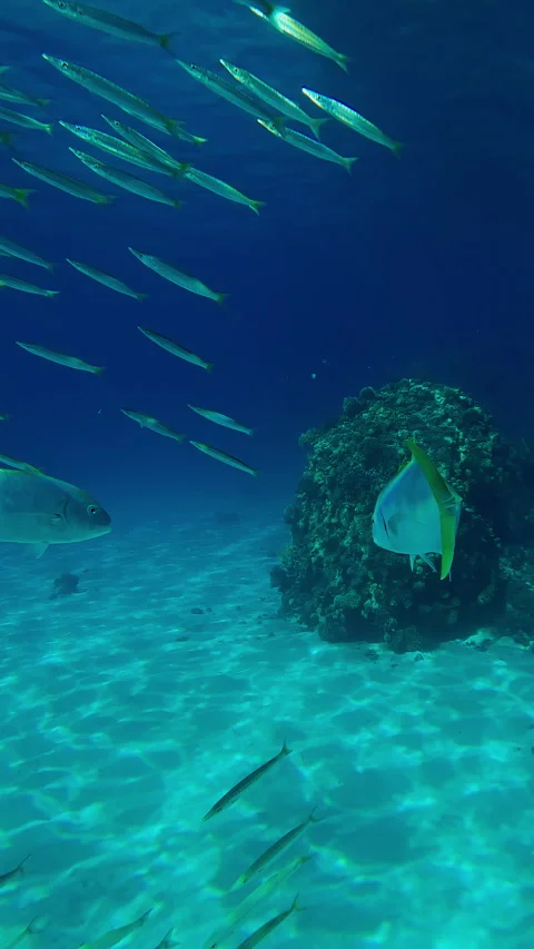Three Trevally chasing school of juvenile Barracuda swimming in blue water Stock Footage 302760825