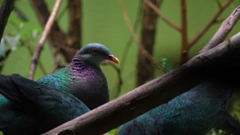Three tropical fruit-doves  Stock Footage 271363458