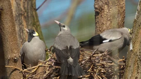 Three tropical grey birds  Stock Footage 273630994