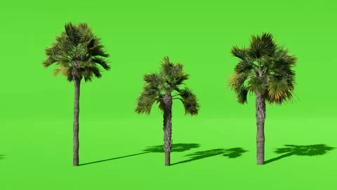 Three Tropical Palm Trees Isolated on Green Screen Video stock 330985429