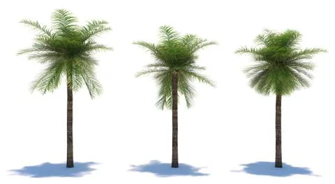 Three tropical plants close-up on a white background Stock Illustration