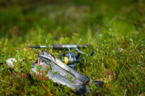 Three trout Stock-Fotos