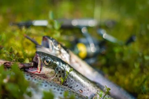 Three trout Stockfoto's