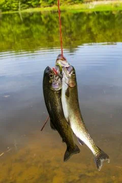 Three Trout on a Stringer Stock-Fotos