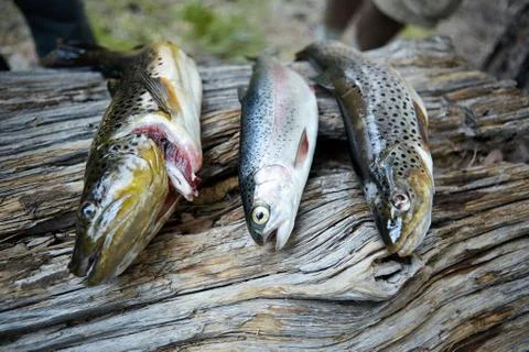 Three trouts displayed on tree trunk Stock Photos