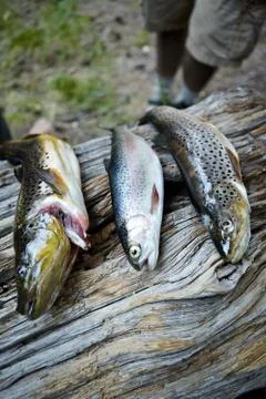 Three trouts lying on tree trunk Foto stock