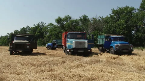 Three trucks to harvest wheat 動画素材 88863989