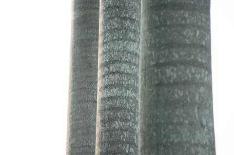 Three trunks Stock Photos