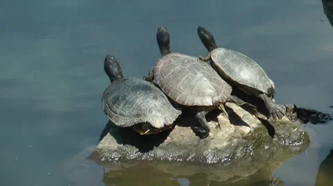 Three trutles take a sun bath on a stone Stock Footage 48881489