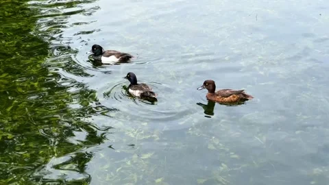 Three tufted ducks swimming separately on clear pond water with gentle ripp.. 库存影片 339266805