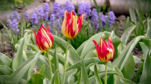 Three tulips Video stock 401198