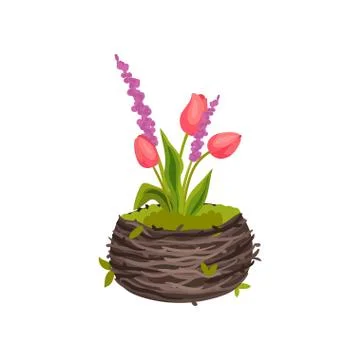 Three tulips growing in a pot-shaped nest. Vector image on white background. Stock Illustration