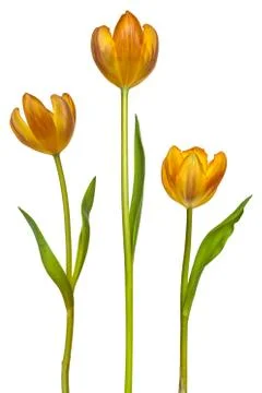 Three tulips isolated on white Stock Photos