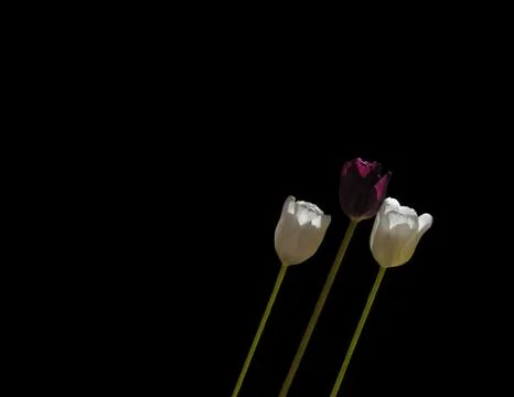 Three tulips leaning Stock Photos