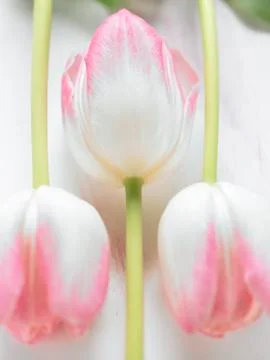 Three tulips Stock Photos