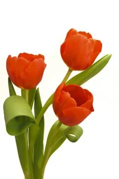 Three tulips Stock Photos